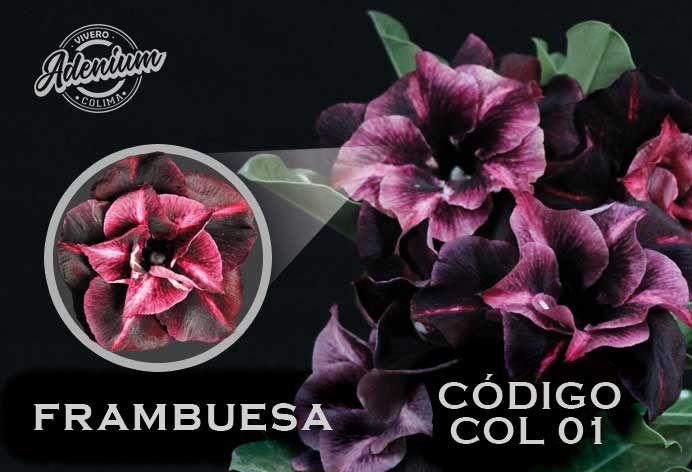 COL/01 FRAMBUESA PREMIUM 