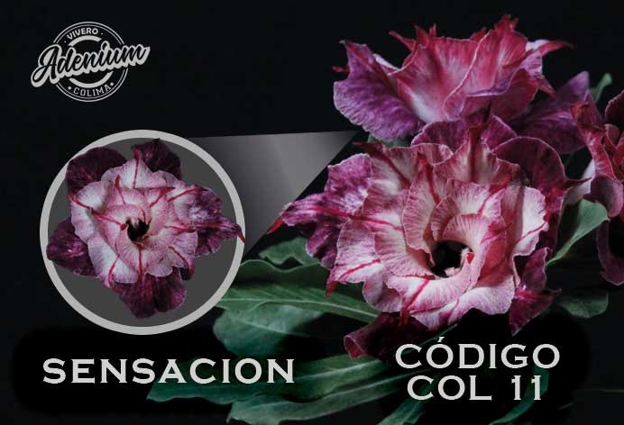 COL/11 SENSACION PREMIUM 