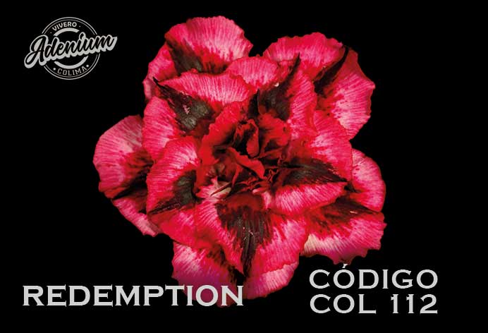 COL/112  PREMIUM