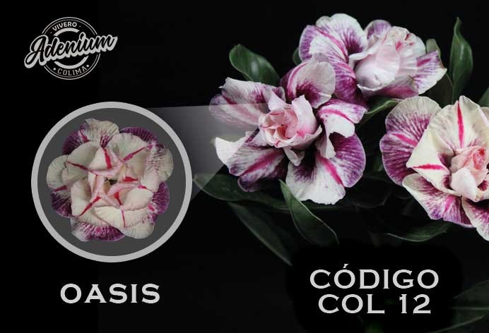 COL/12 OASIS PREMIUM