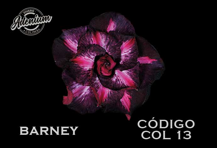 COL/13 BARNEY PREMIUM