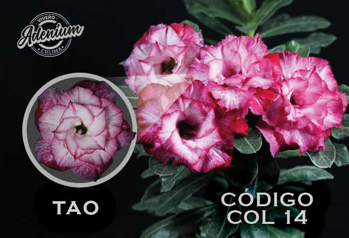 COL/14 TAO PREMIUM 