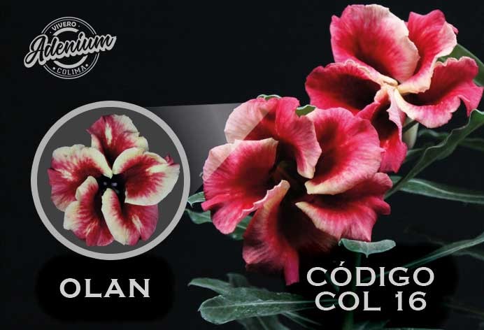 COL/16 OLAN PREMIUM