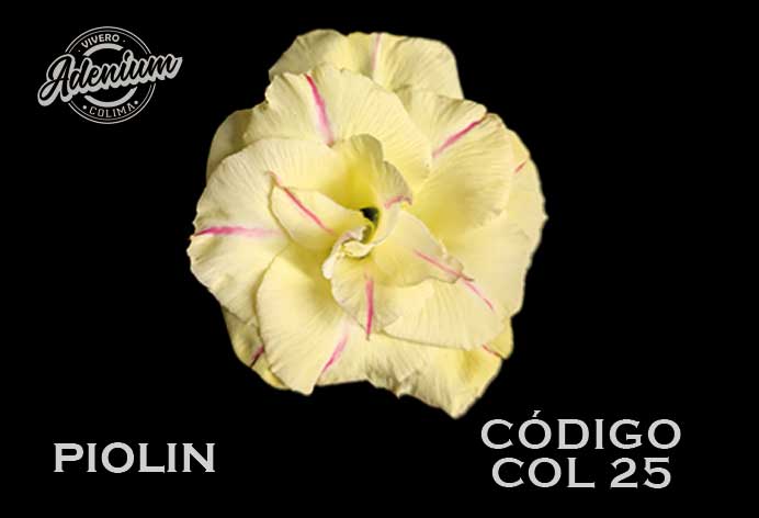 COL/25 PIOLIN PREMIUM