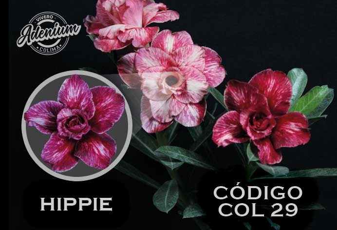 COL/29  PREMIUM 