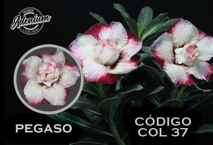 COL/37 PEGASO PREMIUM