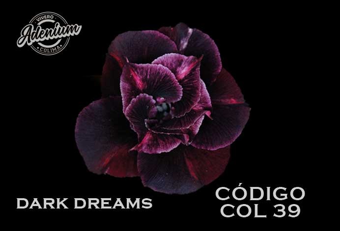 COL/39 DARK DREAMS PREMIUM