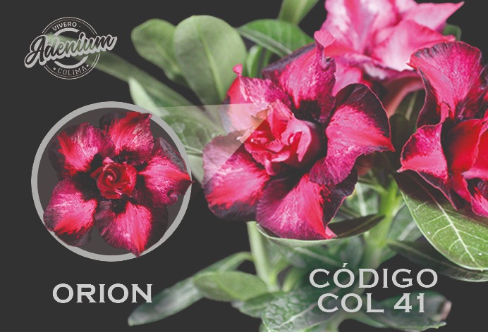 COL/41 ORION PREMIUM 