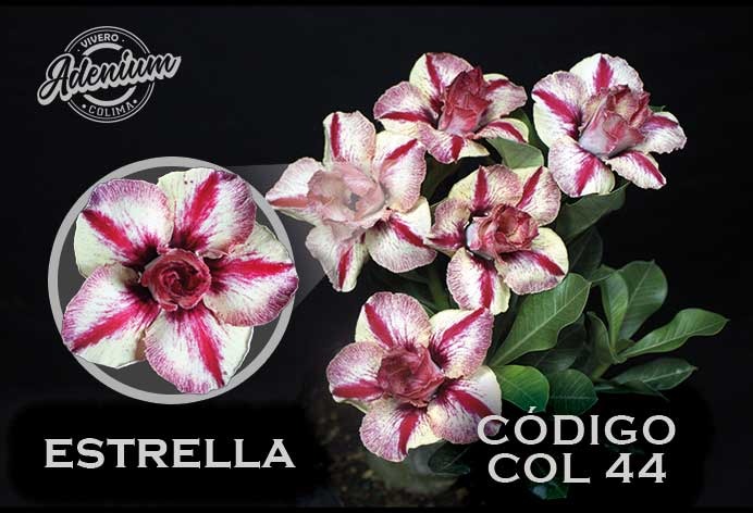 COL/44 ESTRELLA PREMIUM 