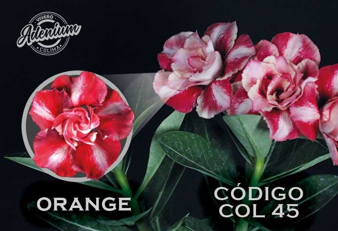 COL/45 PREMIUM