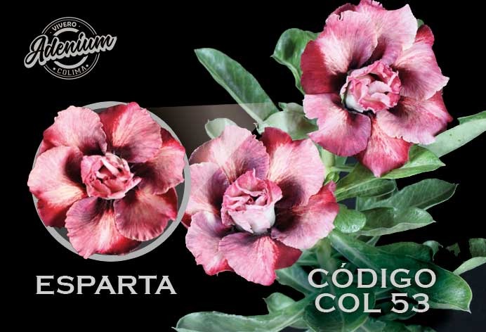 COL/53 ESPARTA PREMIUM