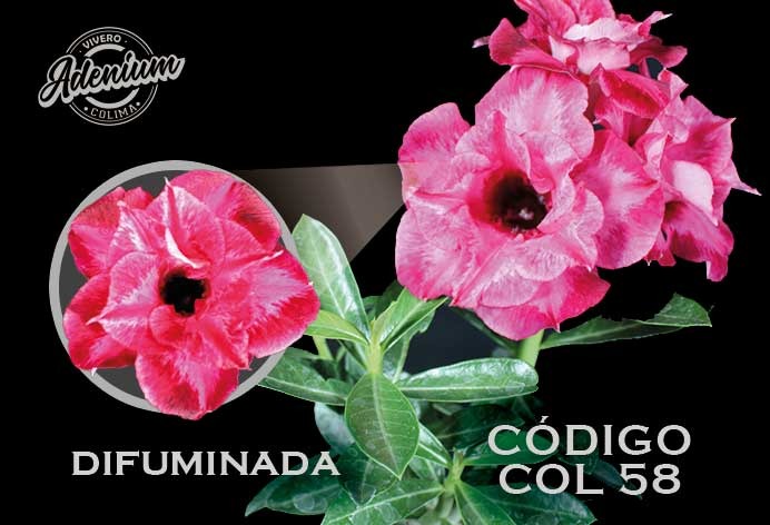 COL/58 DIFUMINADA PREMIUM 