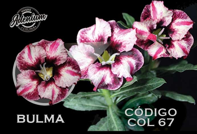 COL/67 BULMA PREMIUM 