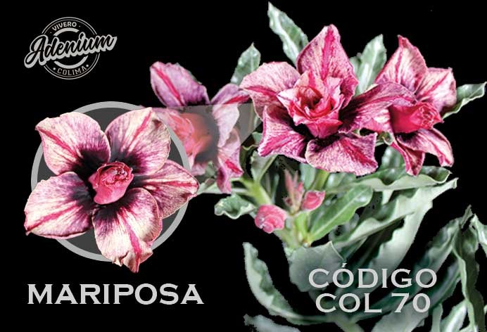 COL/70 MARIPOSA PREMIUM