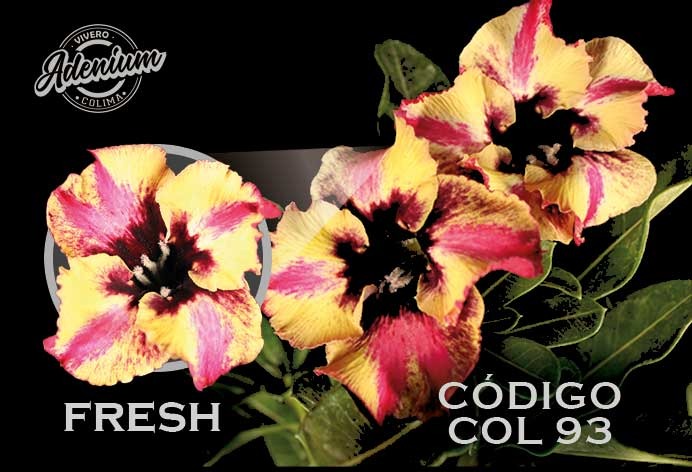 COL/93  PREMIUM 