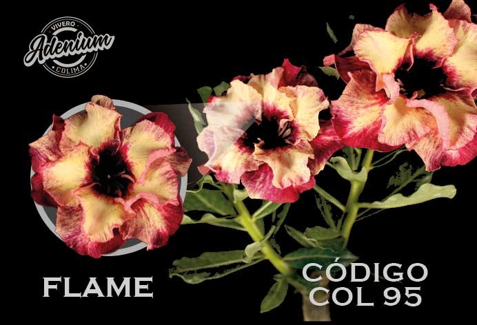 COL/95  PREMIUM 