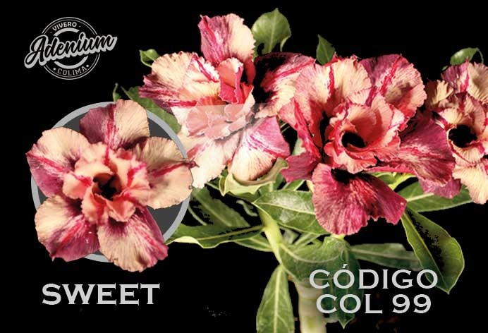 COL/99  PREMIUM 