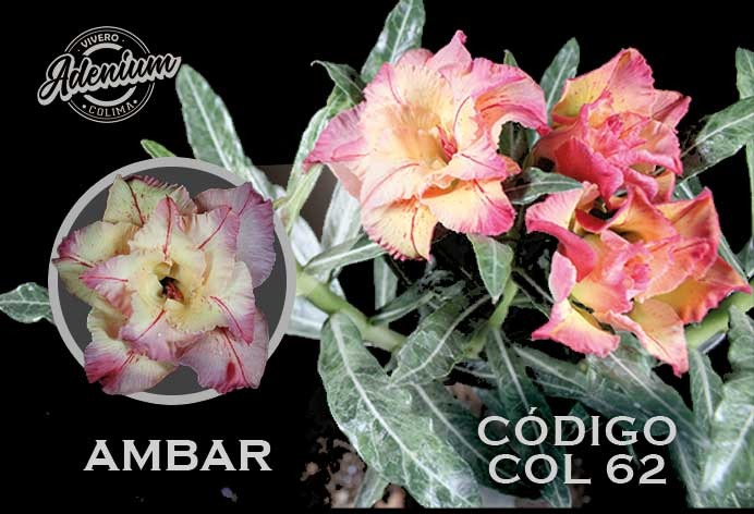 COL/62 AMBAR PREMIUM