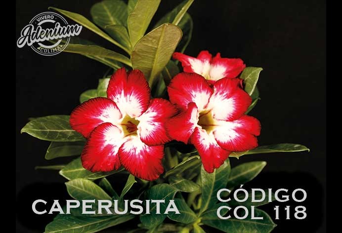 COL/118 CAPERUSITA PREMIUM