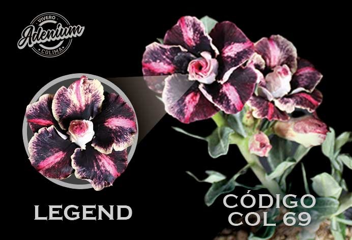 COL/69 LEGEND PREMIUM