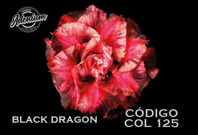 COL/125 BLACK DRAGON PREMIUM 