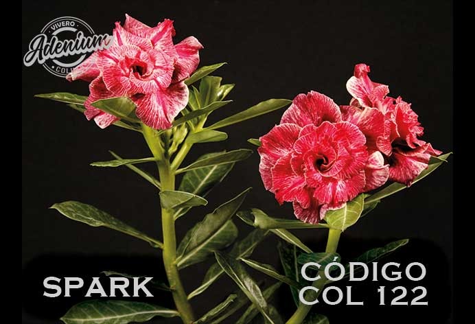 COL/122 SPARK PREMIUM