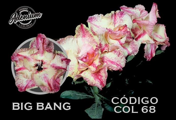 COL/68 BIG BANG PREMIUM