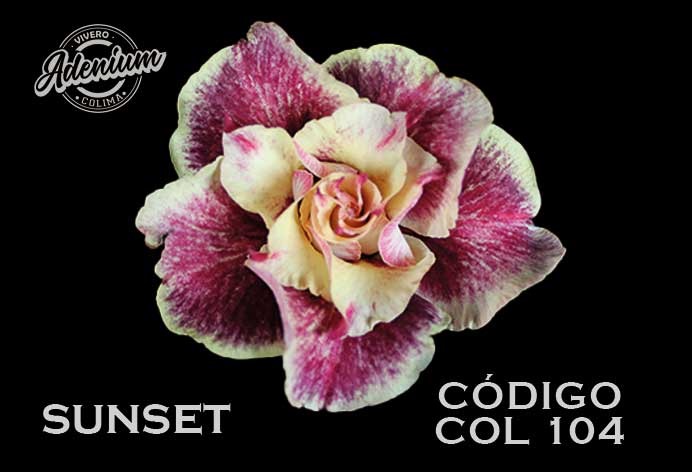 COL/104 SUNSET PREMIUM