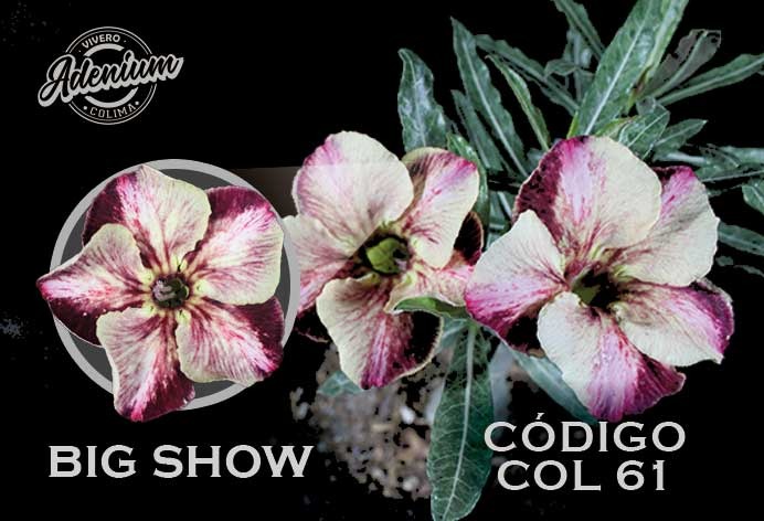 COL/61 BIG SHOW PREMIUM