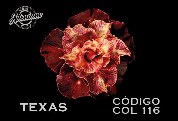 COL/116 TEXAS PREMIUM