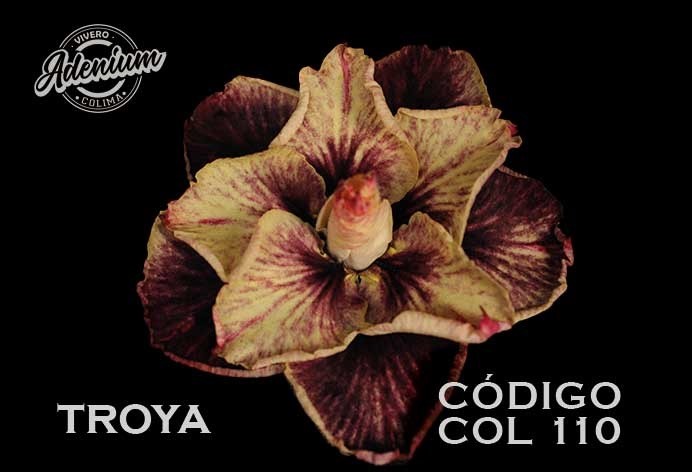 COL/110 TROYA PREMIUM
