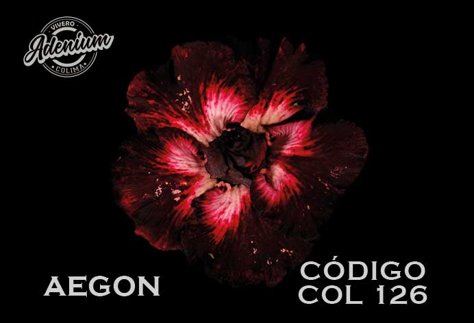 COL/126  AEGON PREMIUM