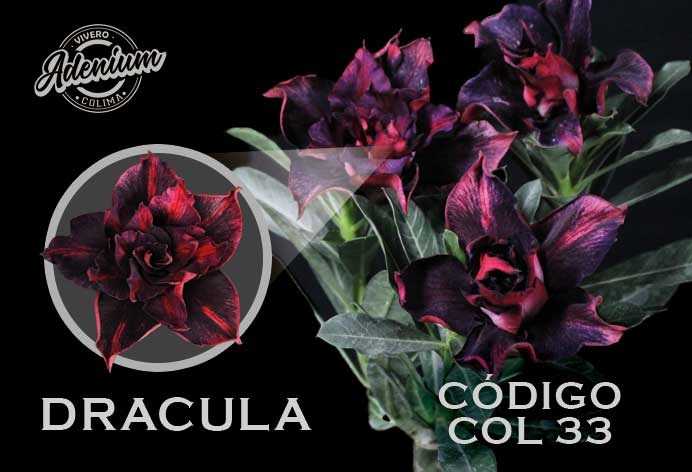 COL/33 DRACULA PREMIUM