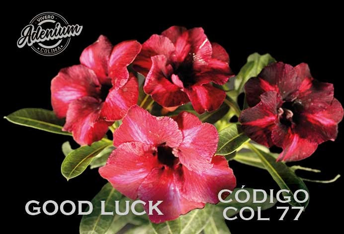 COL/77 GOOD LUCK PREMIUM