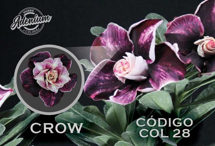 COL/28 CROW PREMIUM
