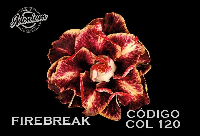 COL/120 FIREBREAK PREMIUM