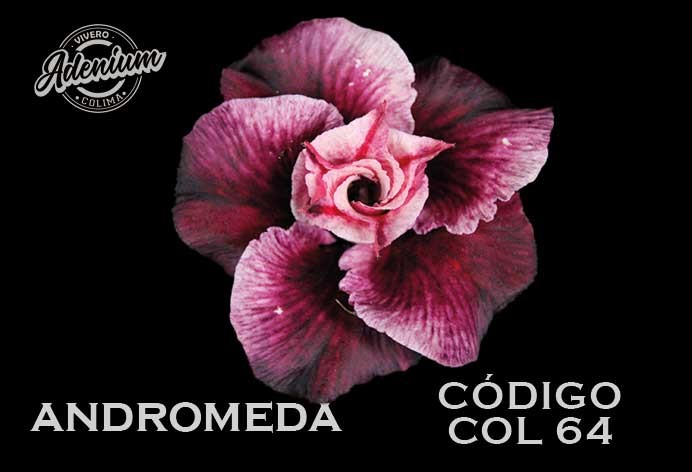COL/64 ANDROMEDA PREMIUM