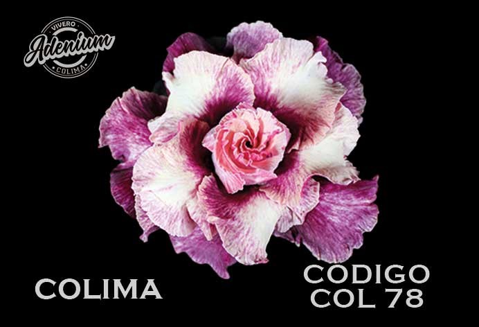 COL/78 COLIMA PREMIUM