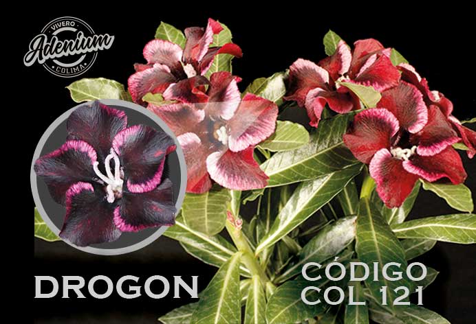 COL/121 DROGON PREMIUM 