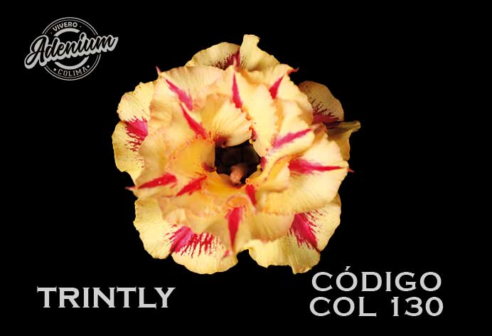COL/130 TRINTLY PREMIUM