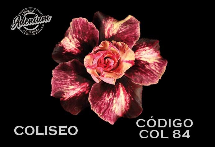 COL/84 COLISEO PREMIUM